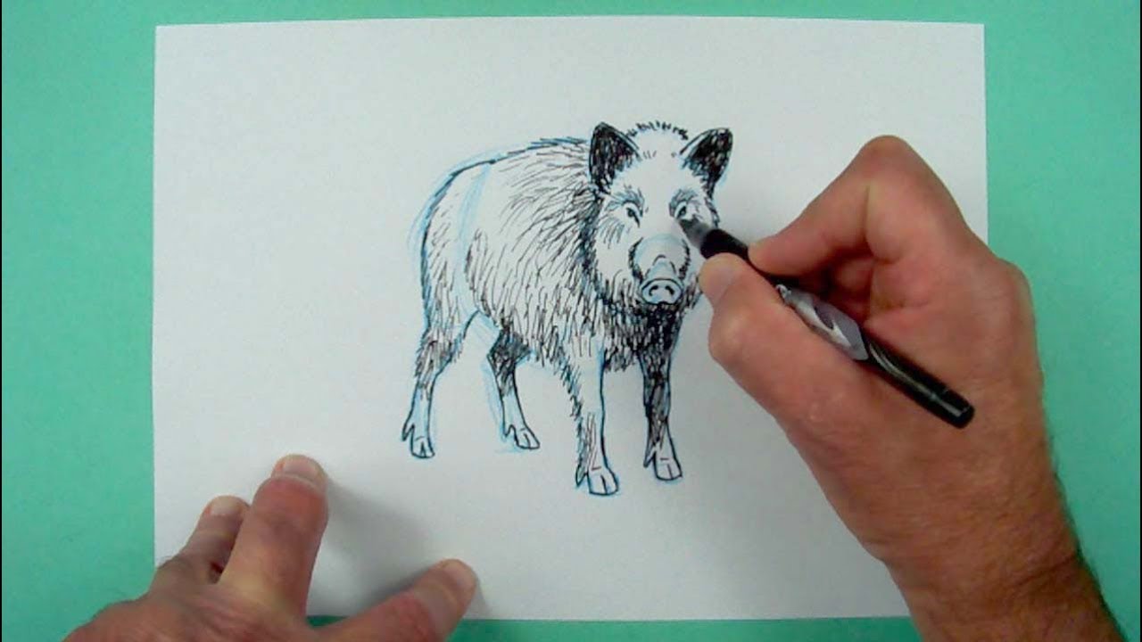 Wie zeichnet man ein Wildschwein? Zeichnen für Kinder - YouTube Wie zeichnet man ein Wildschwein? Zeichnen für Kinder - YouTube
